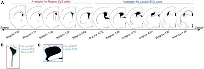 Mating-induced prolactin surge is not required for subsequent neurogenesis in male mice